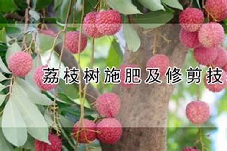 荔枝树施什么肥料最好