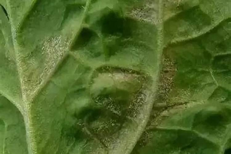 如何解决食用过多辣椒导致的不适感？