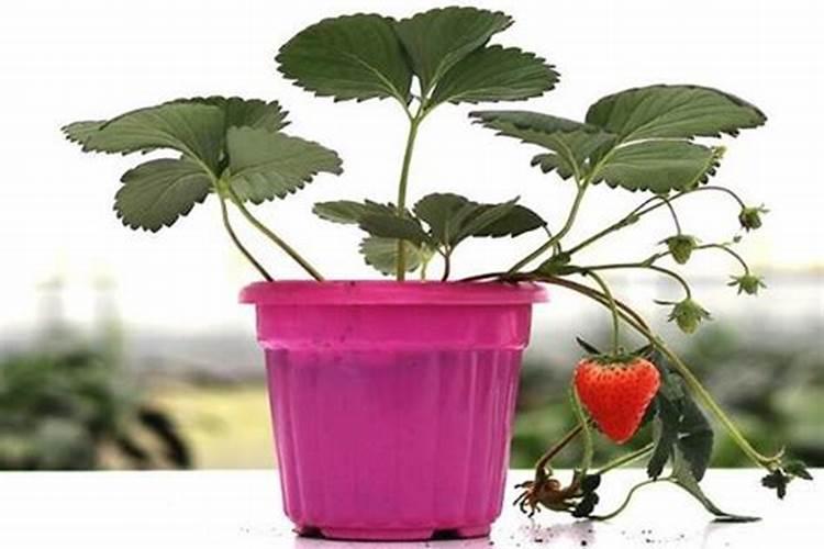 阳台草莓用什么肥料最好