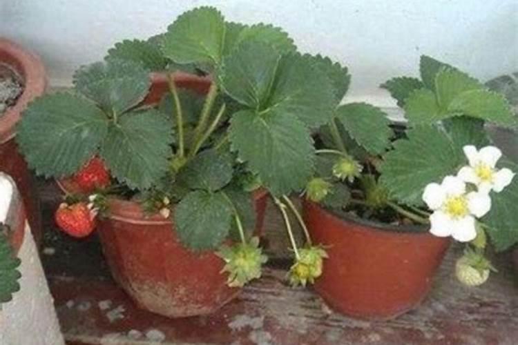 盆栽草莓施肥用什么肥料好