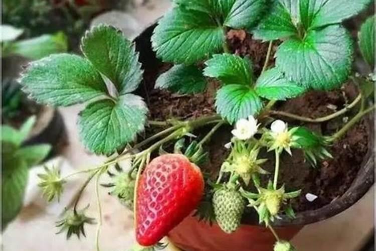 盆栽草莓施肥用什么肥料好