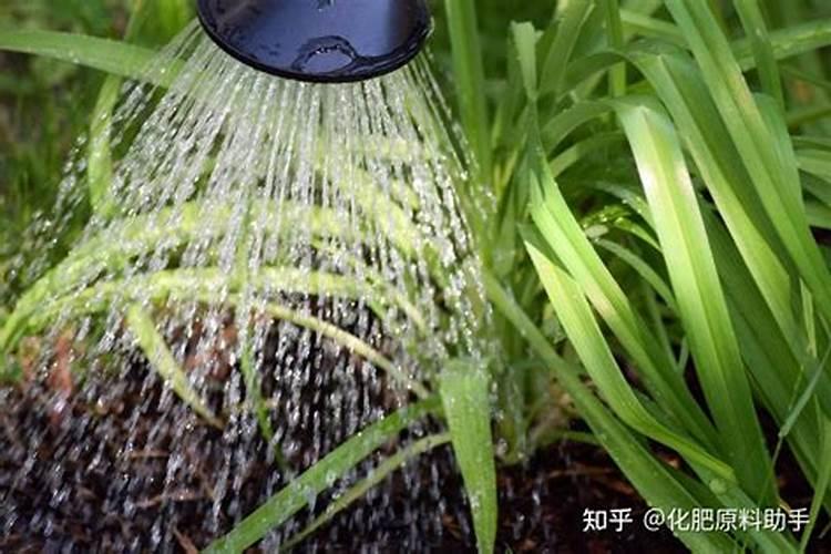 西红柿苗怎么栽好？家庭西红柿苗的种植方法