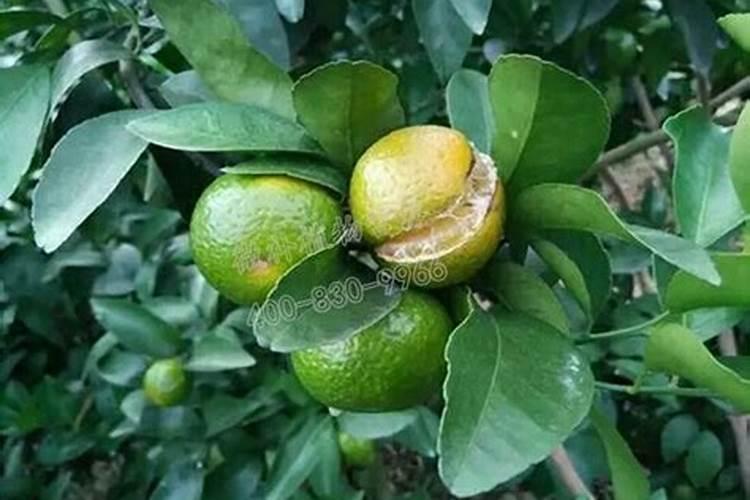 果树施肥要施“二氧化碳”,能增产30%,专家说的办法有道理吗？
