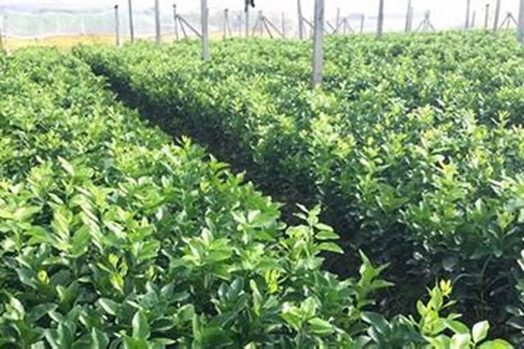 促进开花施什么肥料(果树促花用什么叶面肥好)