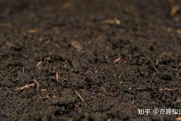 花卉的需肥特性与施肥有什么关联？
