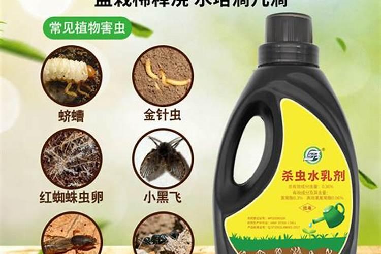 蓬莱松怎么养殖方法