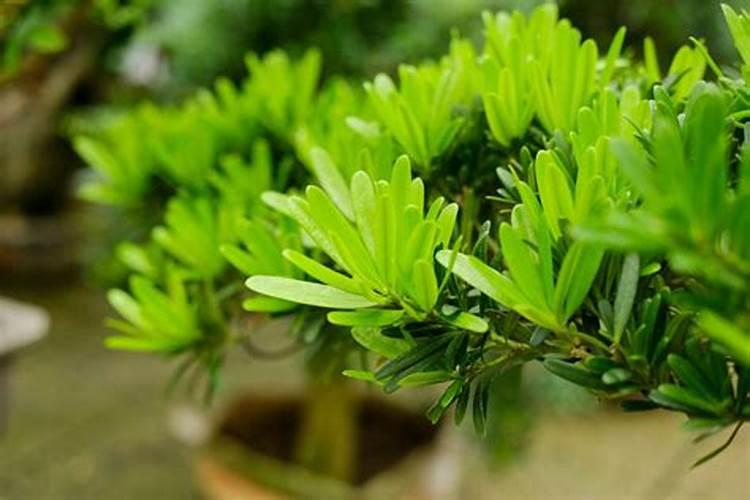 罗汉松施肥,用什么肥料？？