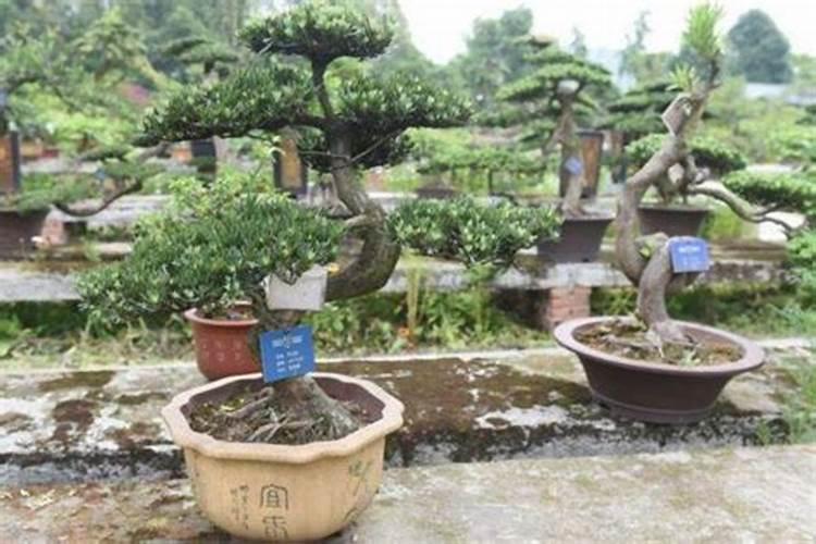 请教罗汉松如何能长得更快