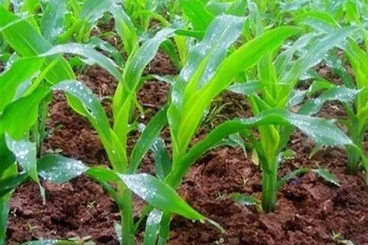 如何防止夏菜秧苗药害、肥害和草害？
