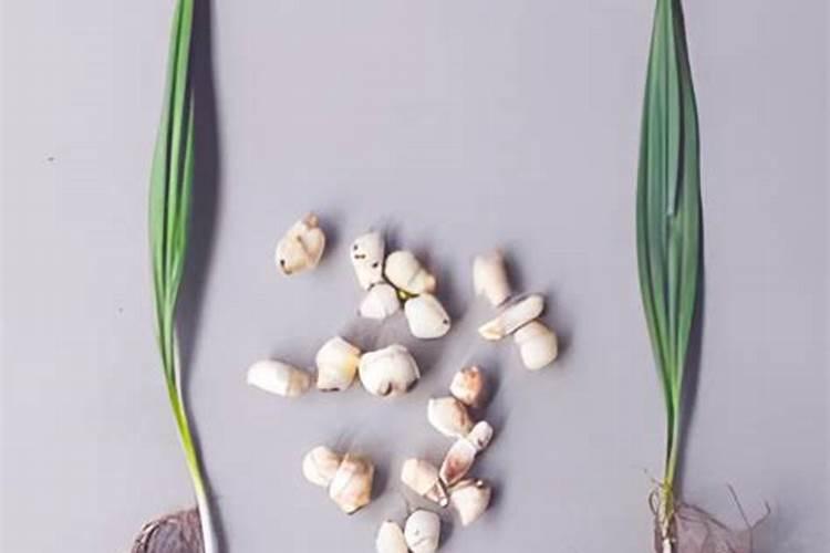 种植芋头在生长期,有哪些肥料需要慎施？