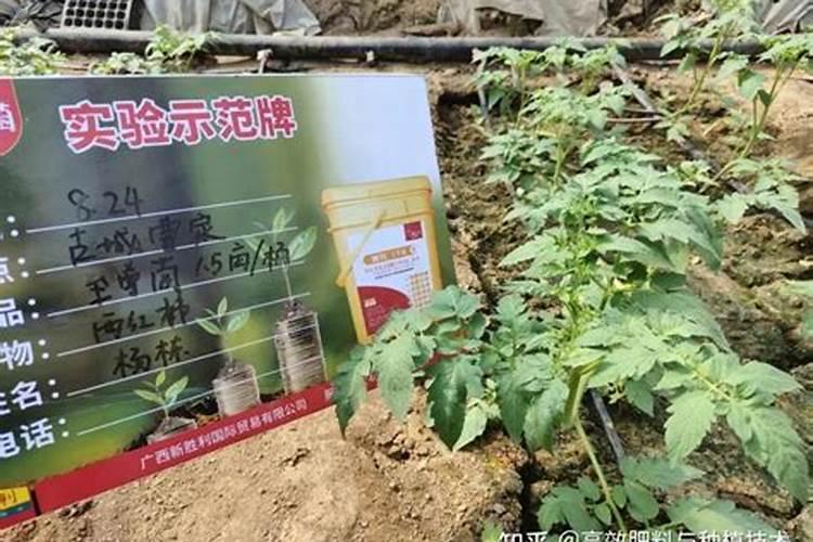 蔬菜晚上施肥好还是早上施肥好(种菜什么时候施肥好)