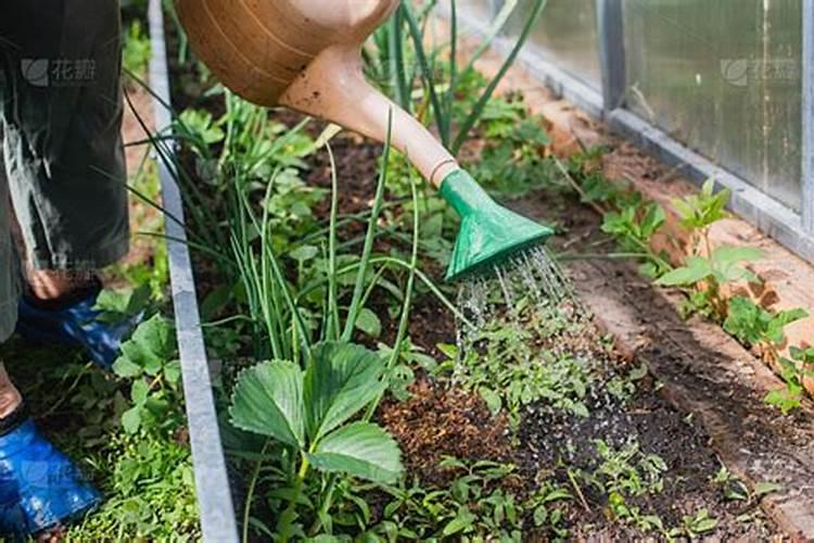 刚种下的菜苗多久可以施肥