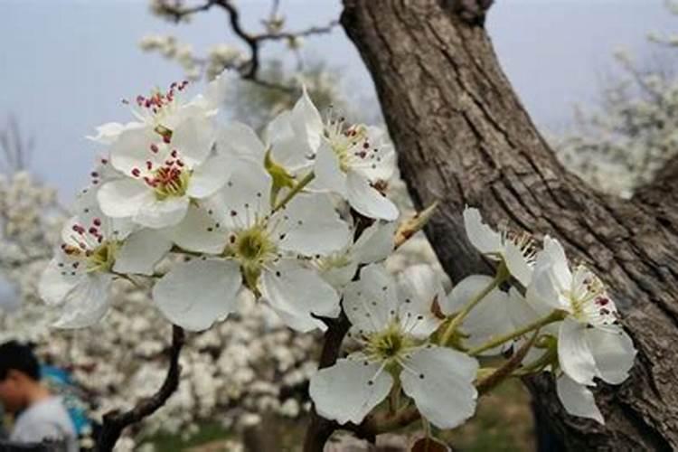盆栽无花果需什么肥料