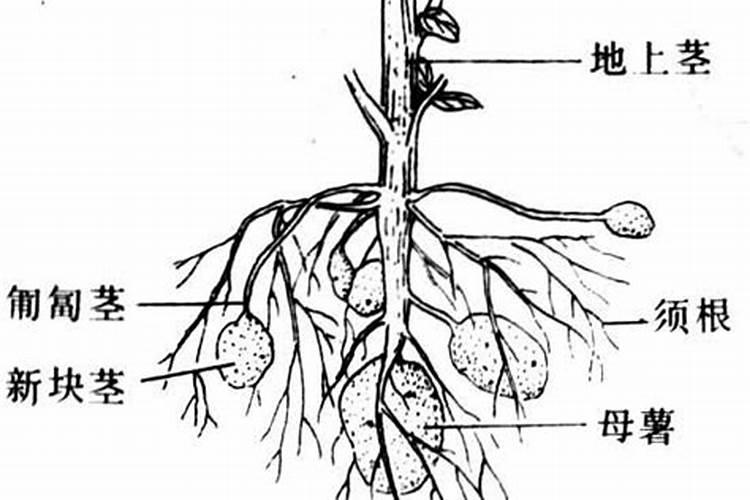 三十斤水放多少磷酸二氢钾合适