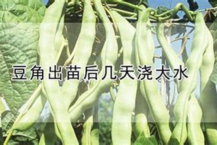 豇豆最合适的施肥时间 豇豆什么时候施肥