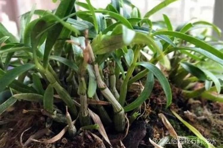 种石斛用什么肥料好？