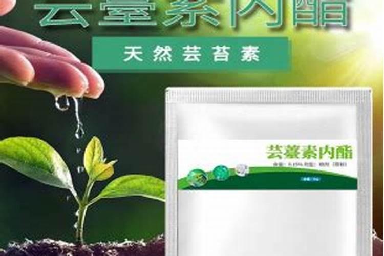 芸苔素和芸苔素内脂有什么区别