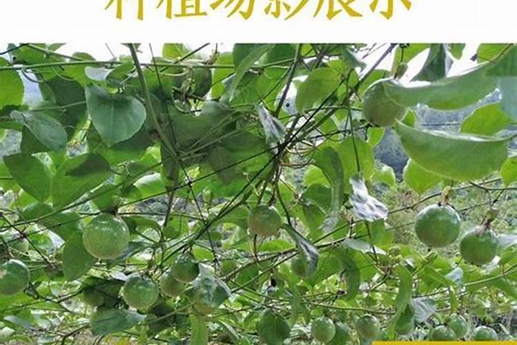 多肽鱼蛋白能和矿源黄腐酸钾一起用吗？