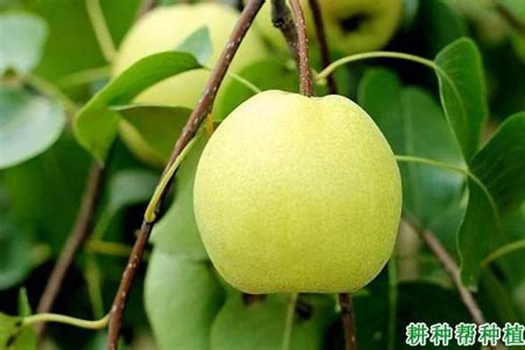 梨树施肥时间和方法注意事项有哪些