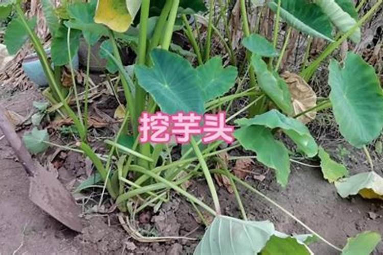 芋头追肥用什么肥料好