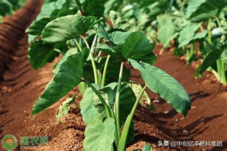 芋头最后一次施肥在几月份