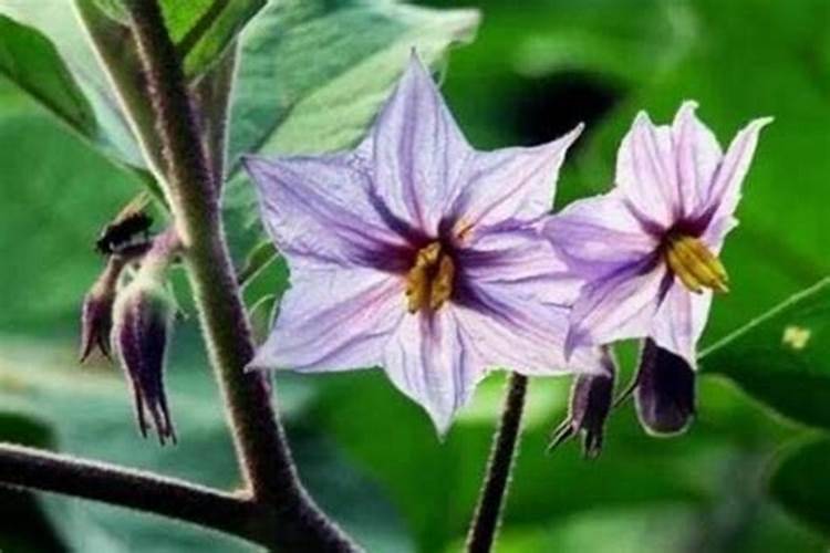 茄子开花坐果期可以浇水吗 茄子开花结果期怎么施肥和管理