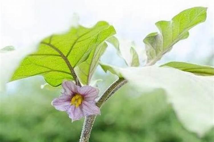 茄子开花后怎样管理