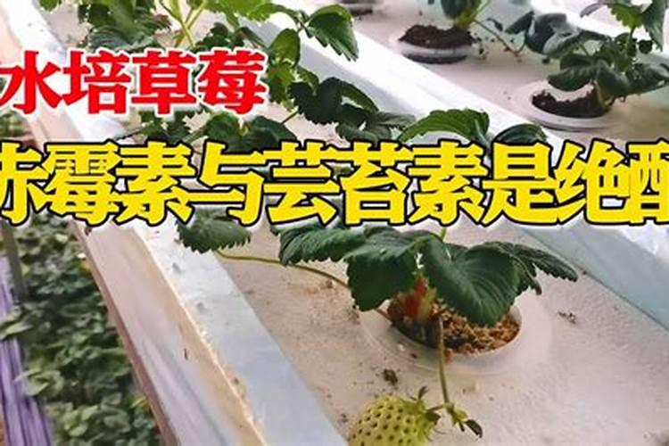 什么能够当作硼砂水的替代品呢