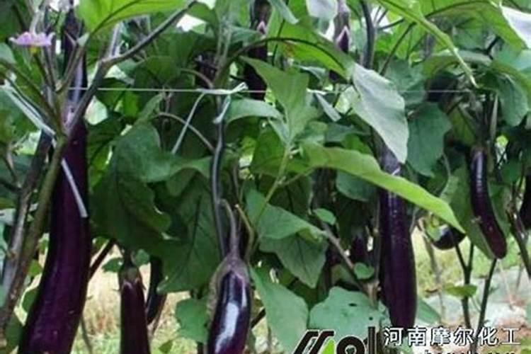 茄子施肥方法和注意事项 茄子施肥方法和注意事项有哪些