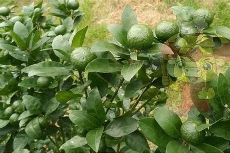 种植大豆需要上多少肥都上什么肥