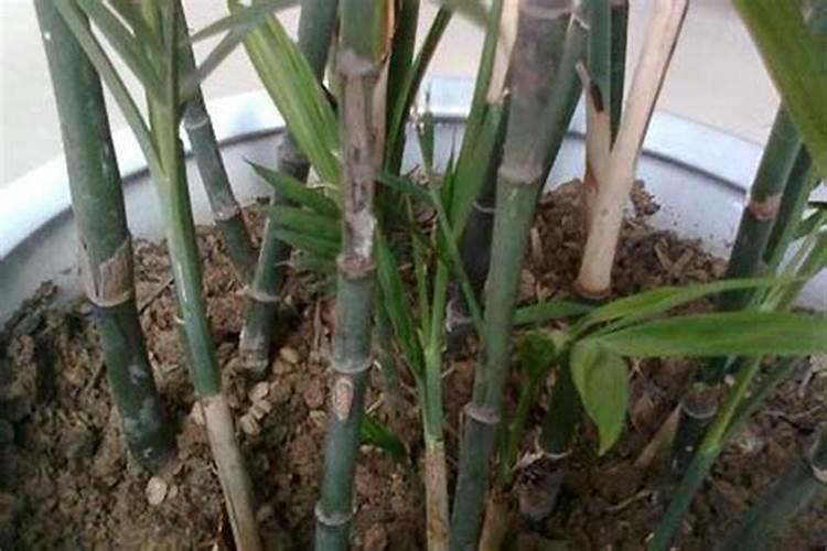 竹子移栽后多久施肥
