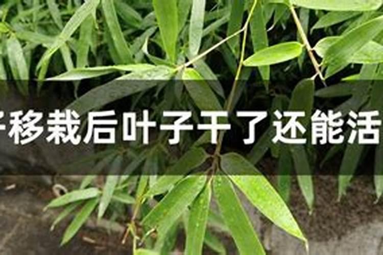 竹子移植后多久施肥 竹子移植后的适时施肥方法