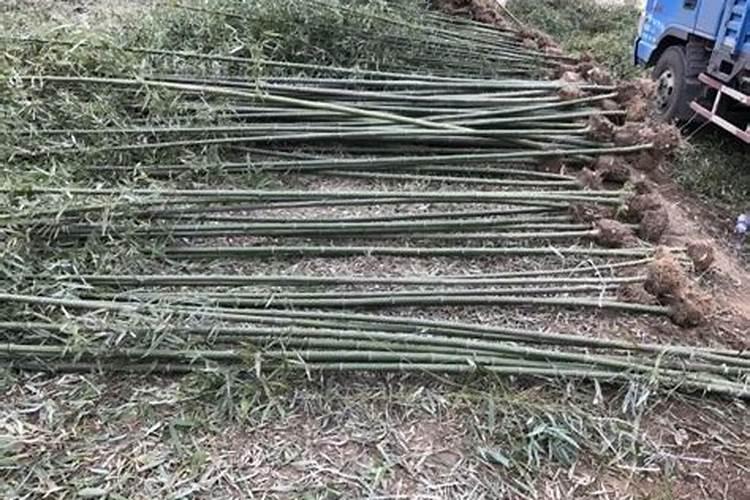 绿豆底肥放什么肥好(底肥施用方法)