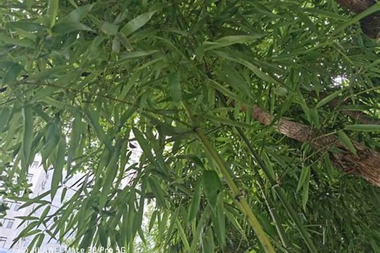 兰草的家庭养殖方法和注意事项