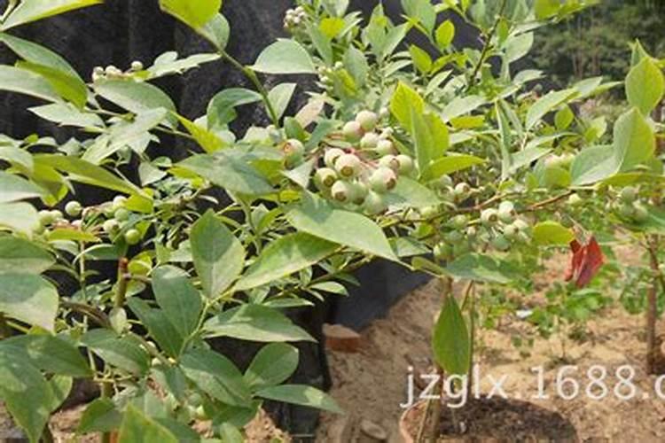 果树用什么肥料好？