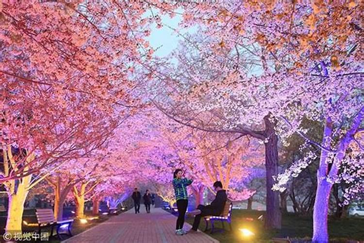 樱花秋季养护的要点