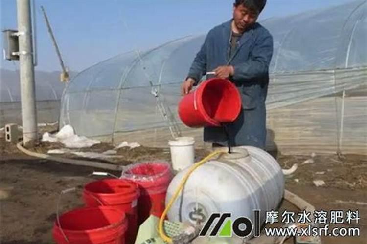 大蒜冬前到底浇水不浇水