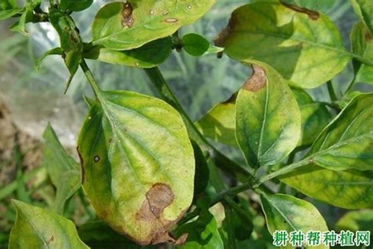 柿子树冬天落叶吗(柿子树怎样过冬管理)