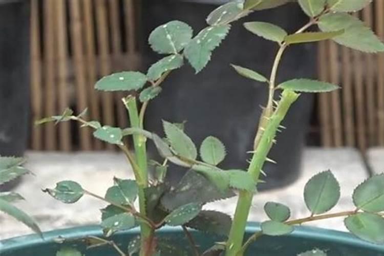 新移植的月季什么时候开始施肥