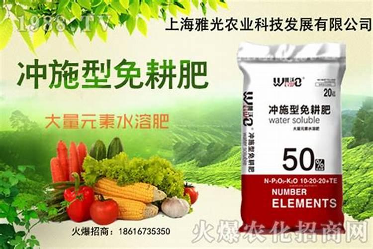 如何种植管理秋季大白菜