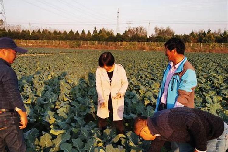 西兰花施什么肥最好