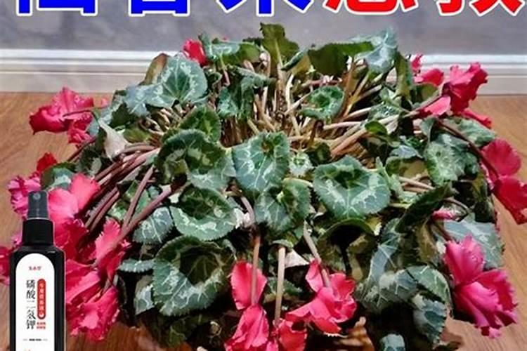 仙客来花水浇多了如何补救