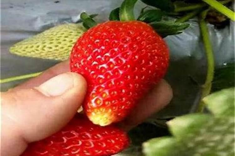 磷肥草莓放多少