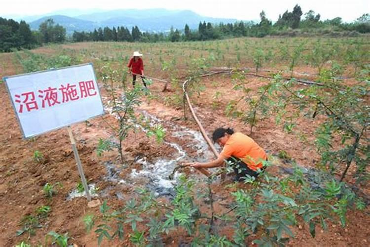 三红蜜柚种植技术