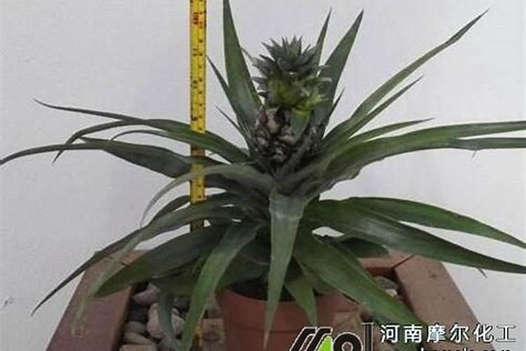 水溶肥怎么做