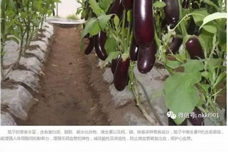 茄子育苗的播种时间 茄子高产养护技巧
