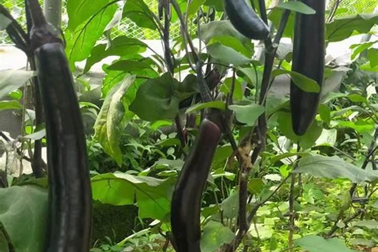 种植茄子要如何施肥 用什么肥料