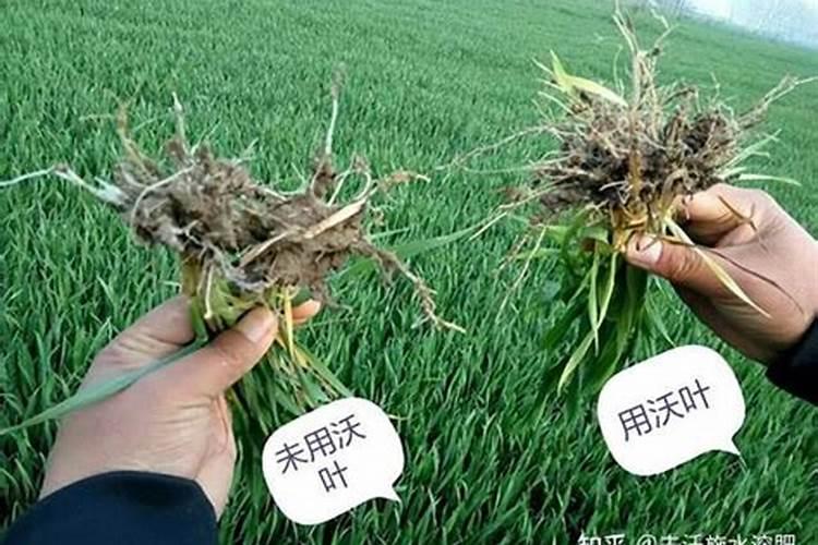 水溶肥正确的施用方法有哪些