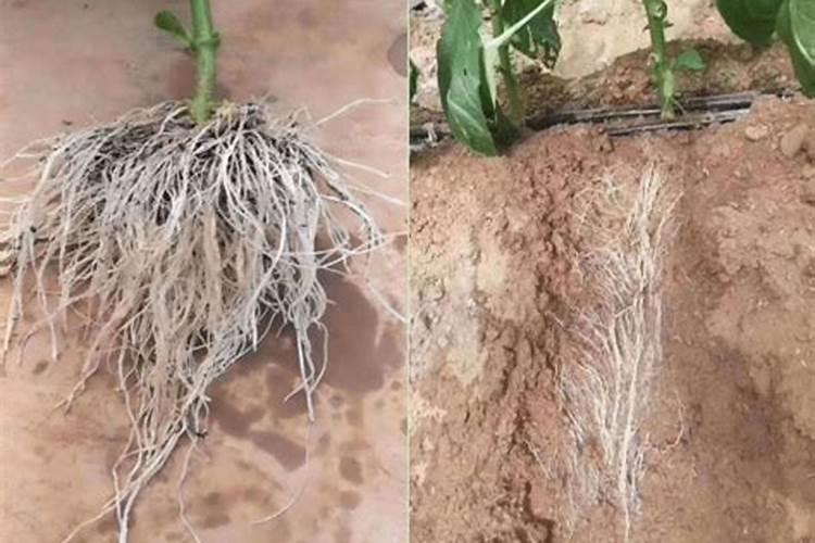 颗粒水溶肥巧棵力在什么作物上用效果好？