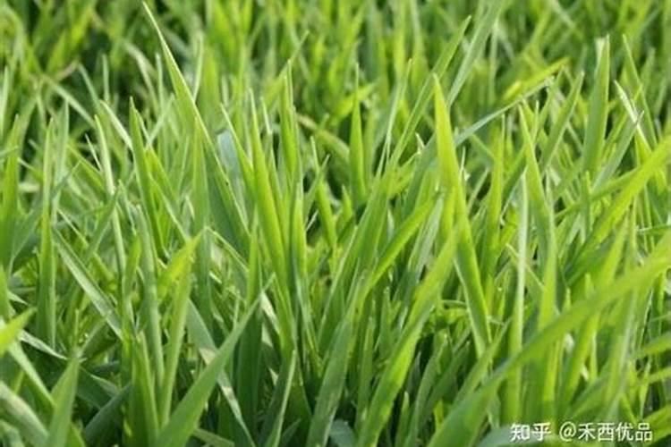 养鹅用什么青草好呢